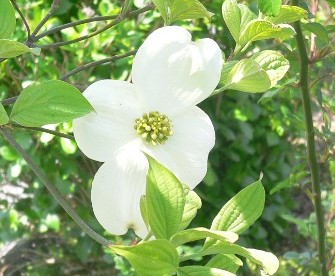 201005hanamizuki.jpg
