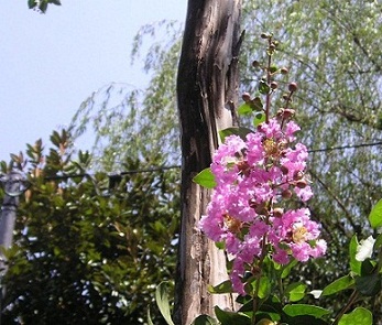 image20100726.jpg